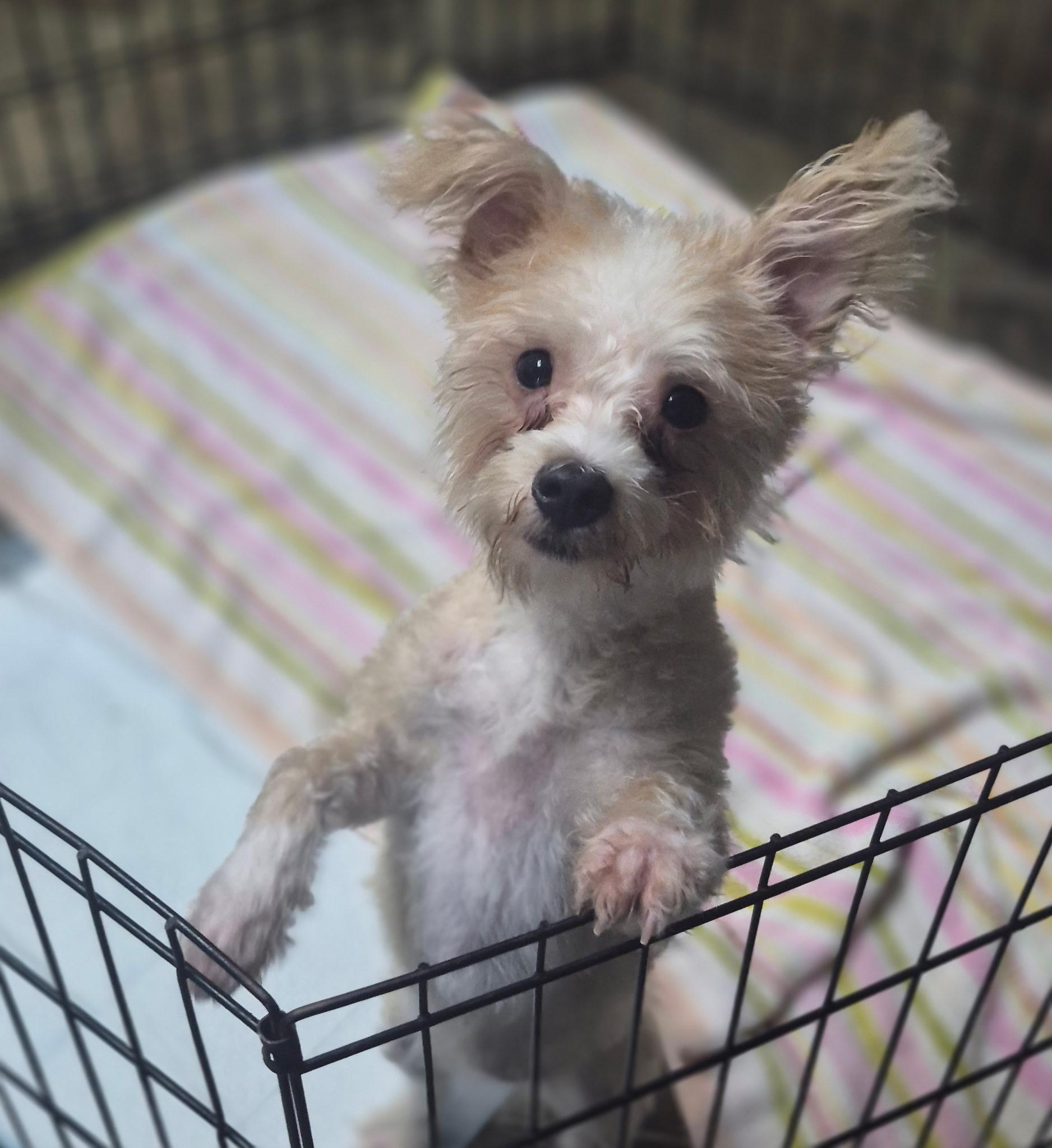 Nellie, Adopted, Young Female Miniature Poodle.
