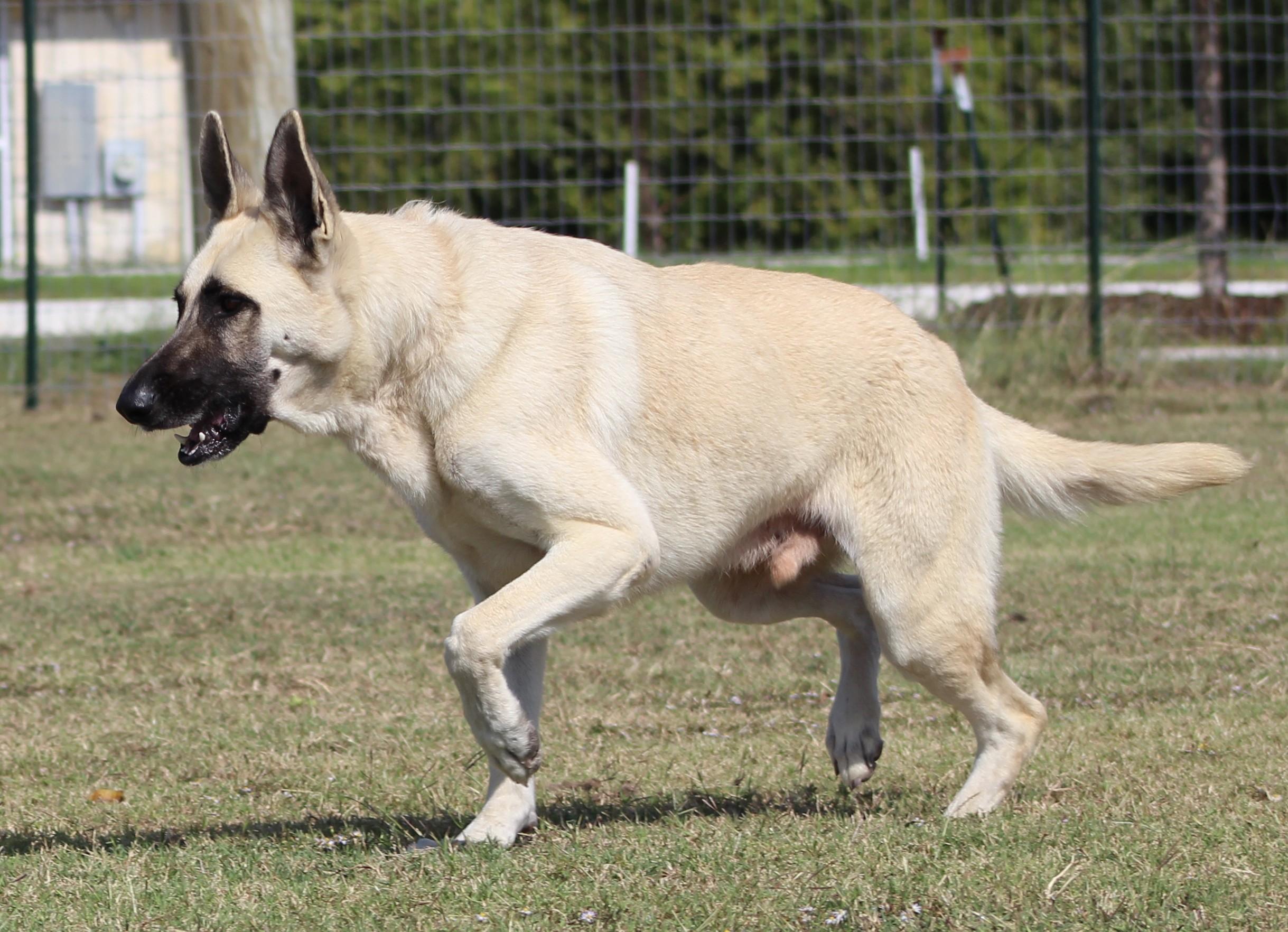 Enlarge Pecos, a Adoptable German Shepherd Dog in Temple, TX image 3/5