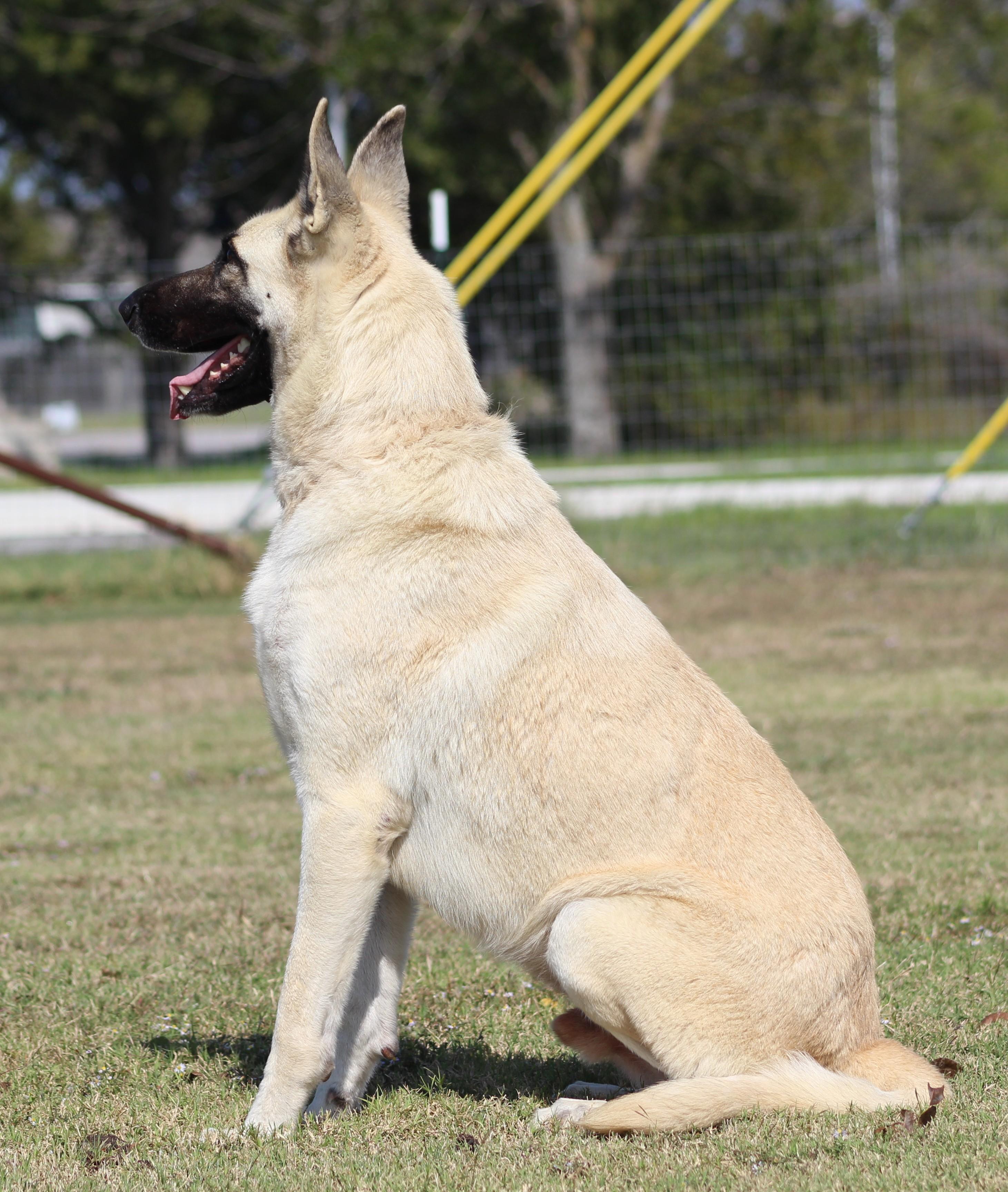 Enlarge Pecos, a Adoptable German Shepherd Dog in Temple, TX image 4/5
