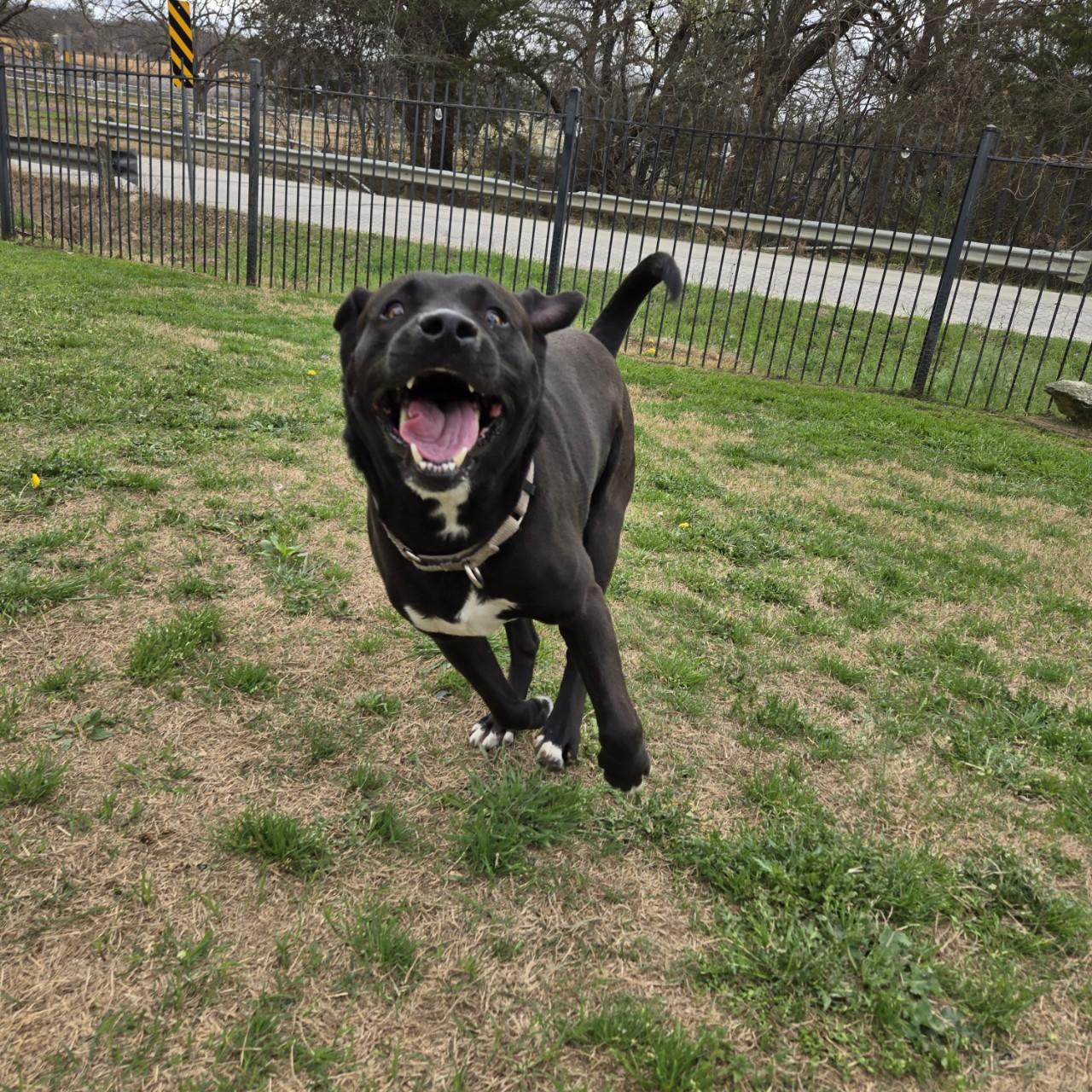 Enlarge Val, a Adoptable mixed breed in Mansfield, TX image 2/3