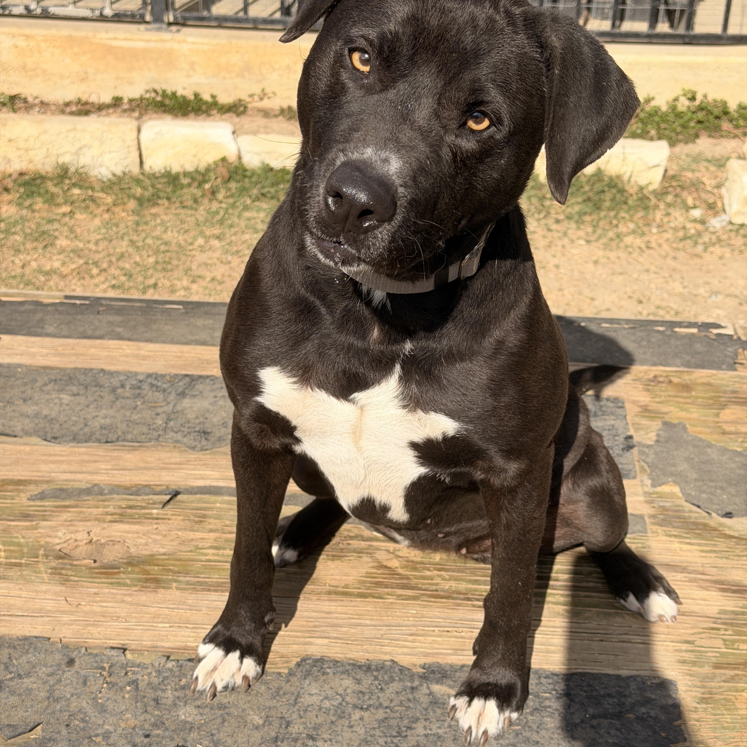 Enlarge Val, a Adoptable mixed breed in Mansfield, TX image 3/3