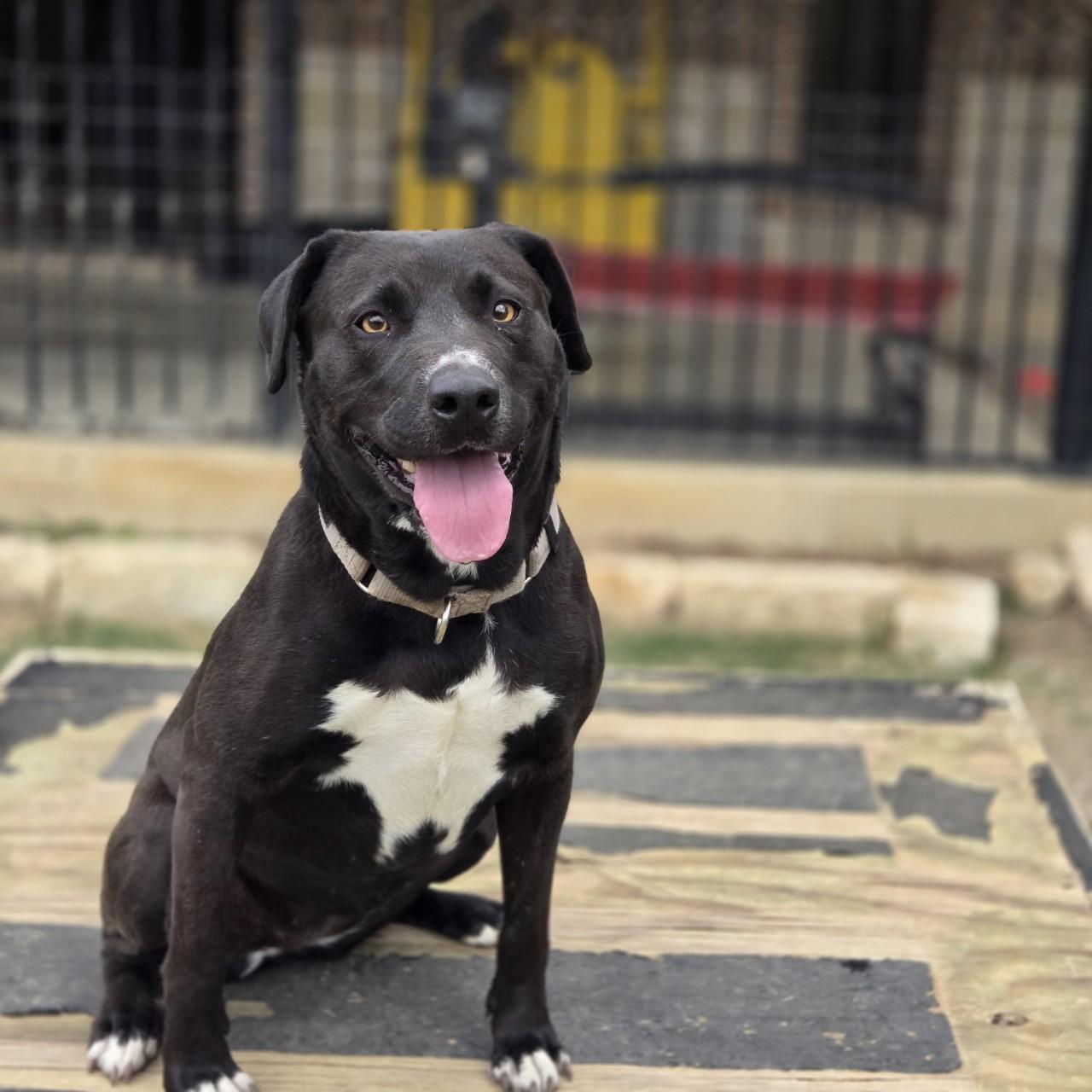 Val, Adoptable, Adult Female Black Labrador Retriever.
