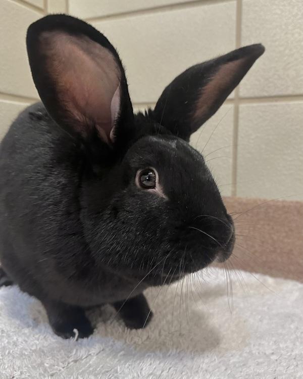 Enlarge Flint, a Adoptable New Zealand in Novato, CA image 1/3