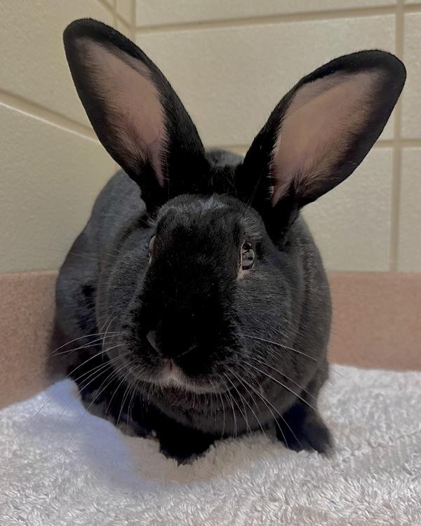 Enlarge Flint, a Adoptable New Zealand in Novato, CA image 2/3