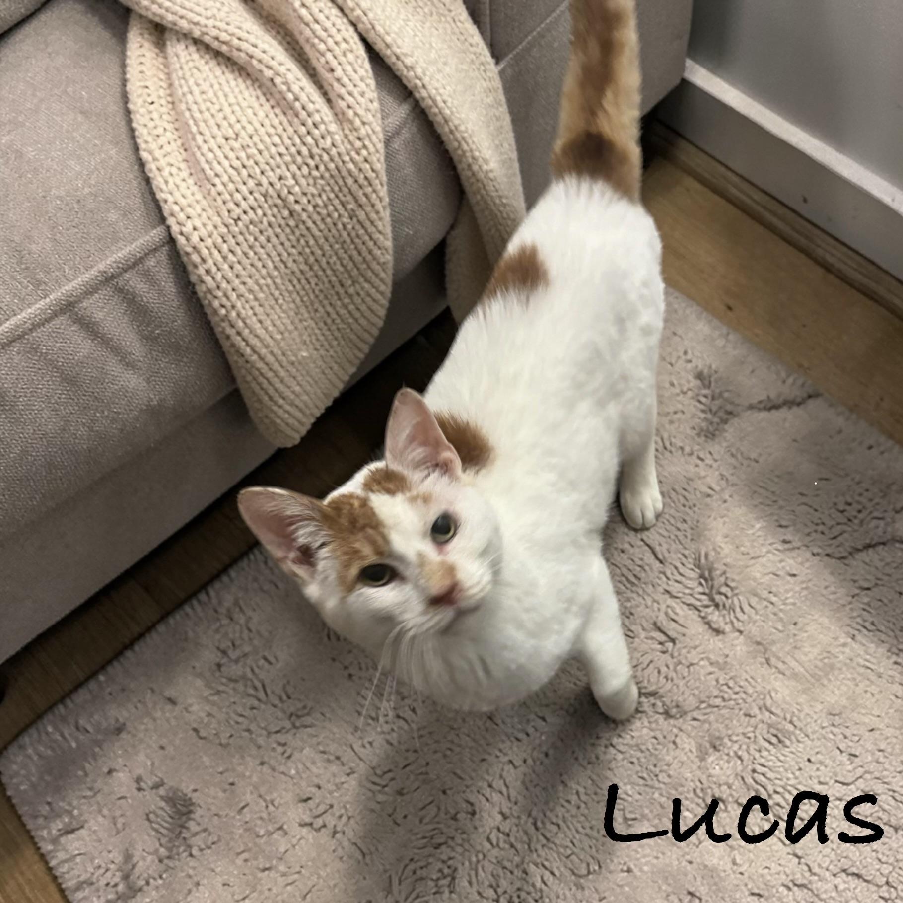 Enlarge Lucas, a Adoptable American Shorthair in Philadelphia, PA image 3/6