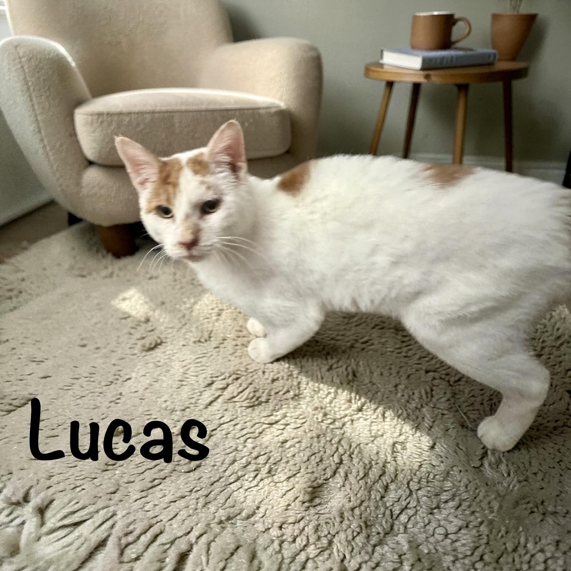 Enlarge Lucas, a Adoptable American Shorthair in Philadelphia, PA image 2/6