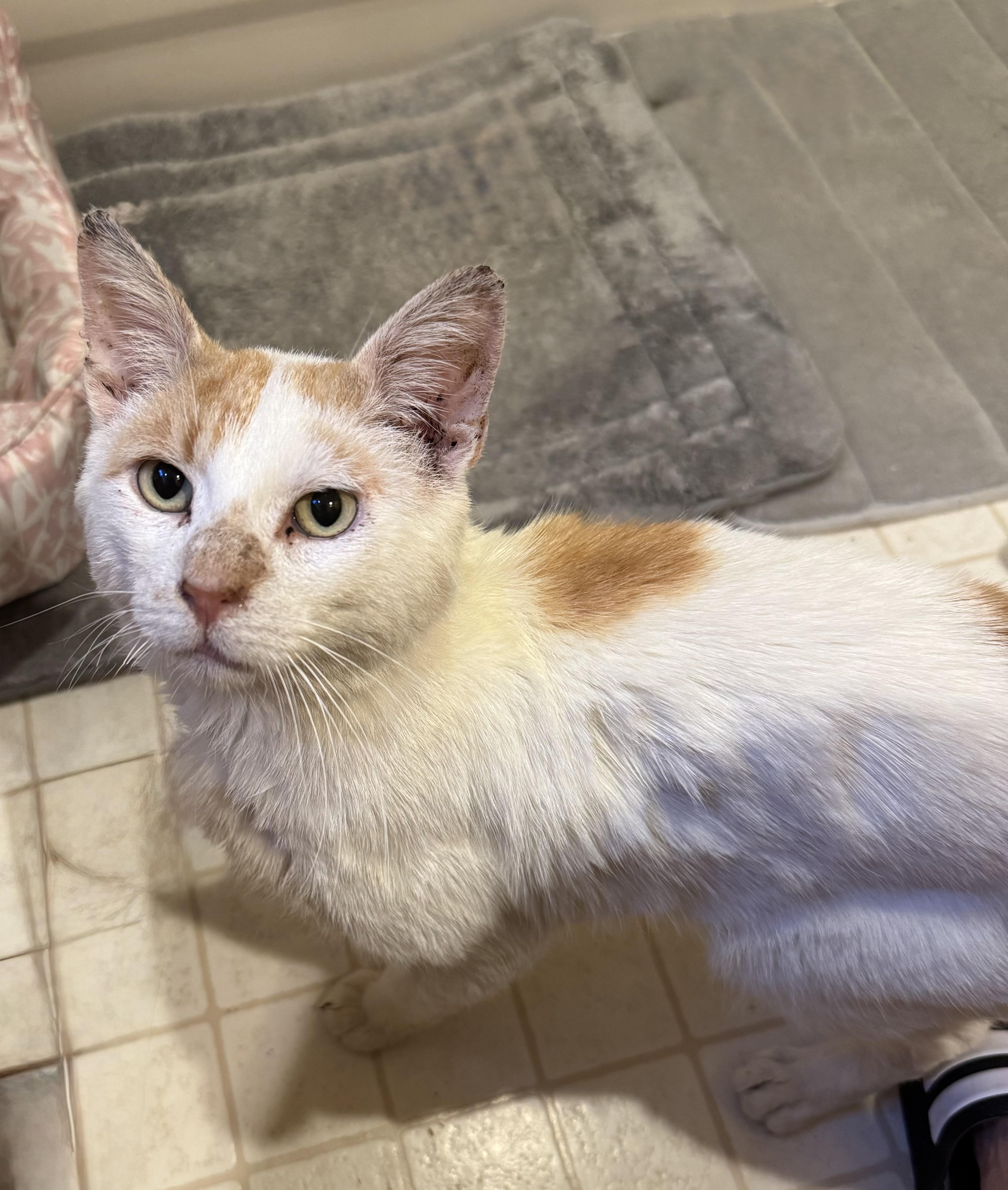 Lucas, Adult Male American Shorthair