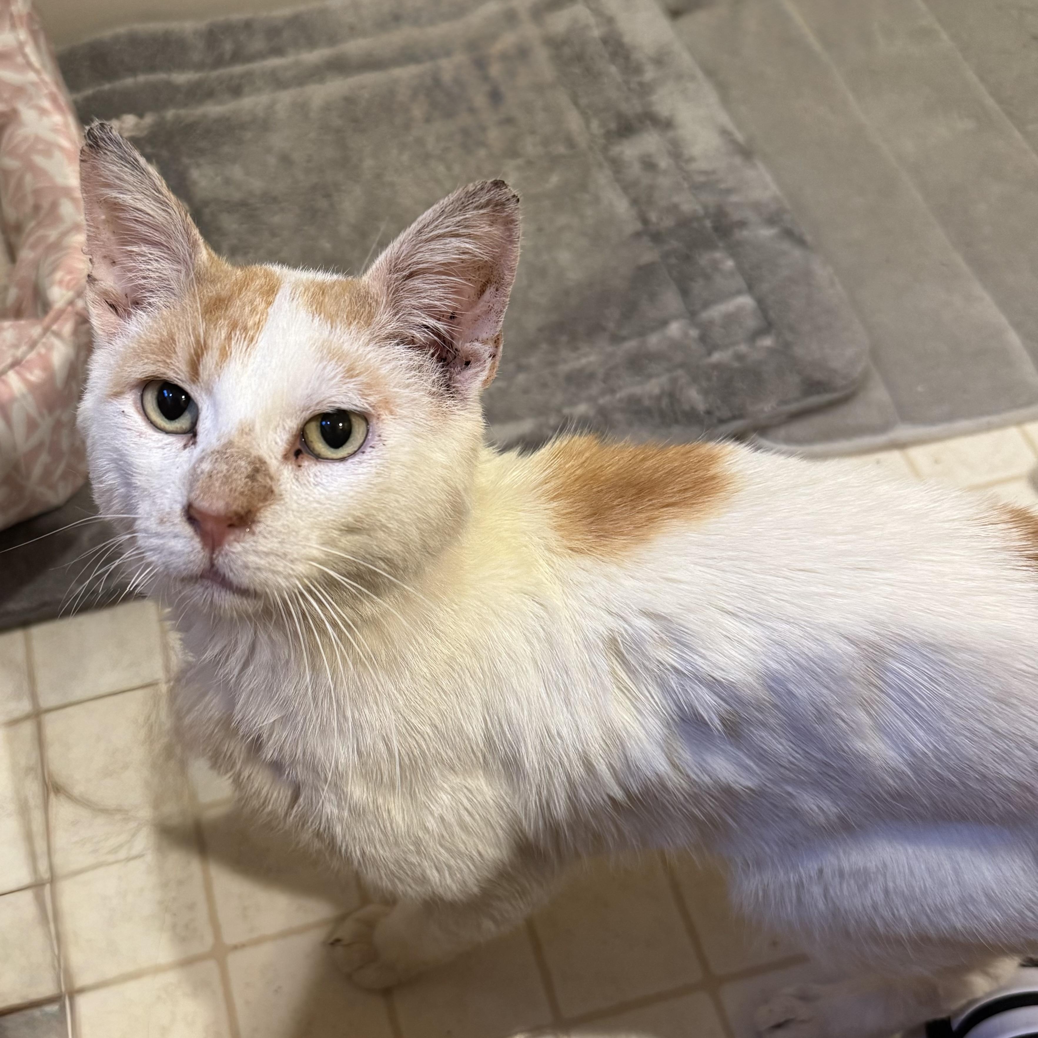 Enlarge Lucas, a Adoptable American Shorthair in Philadelphia, PA image 4/6