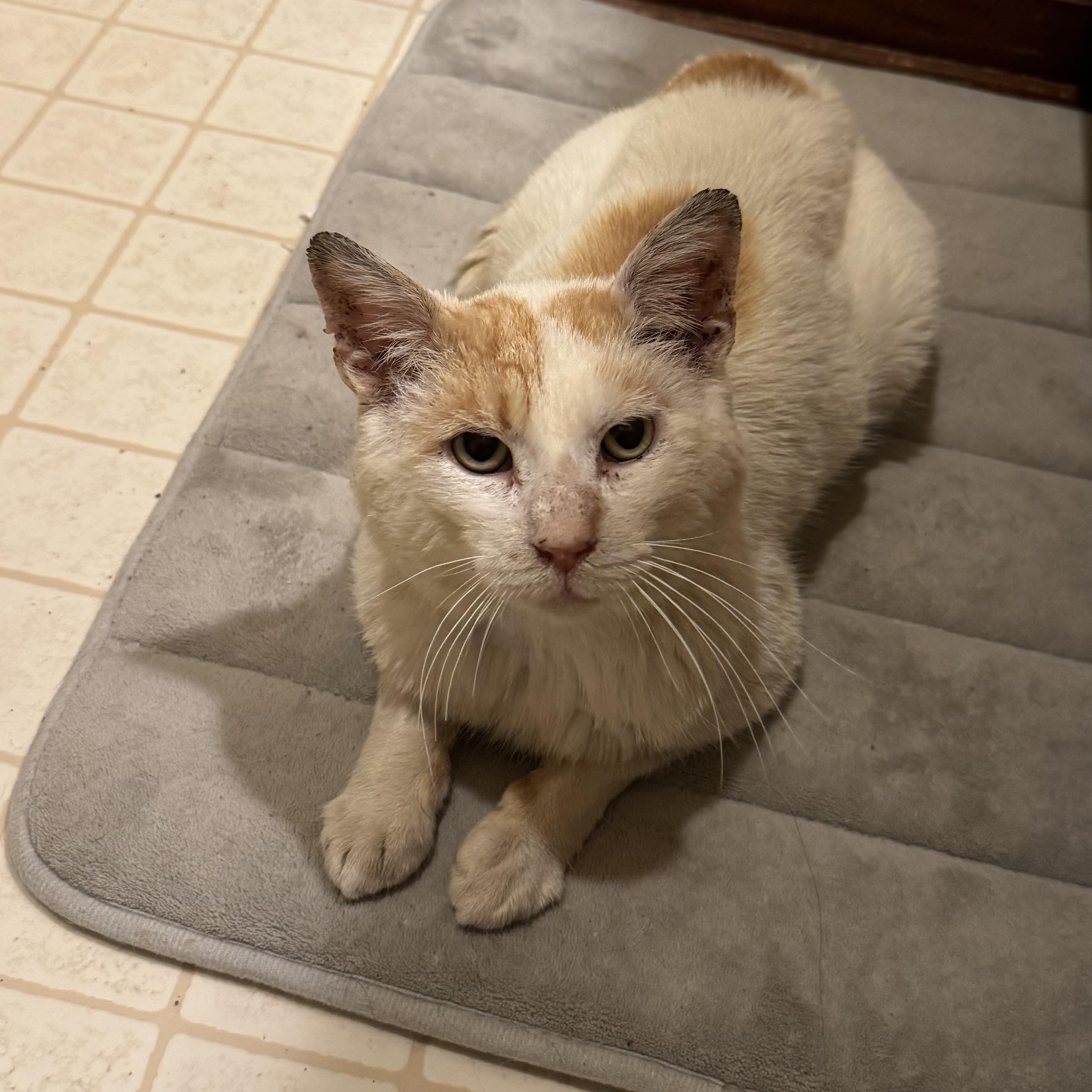 Enlarge Lucas, a Adoptable American Shorthair in Philadelphia, PA image 6/6