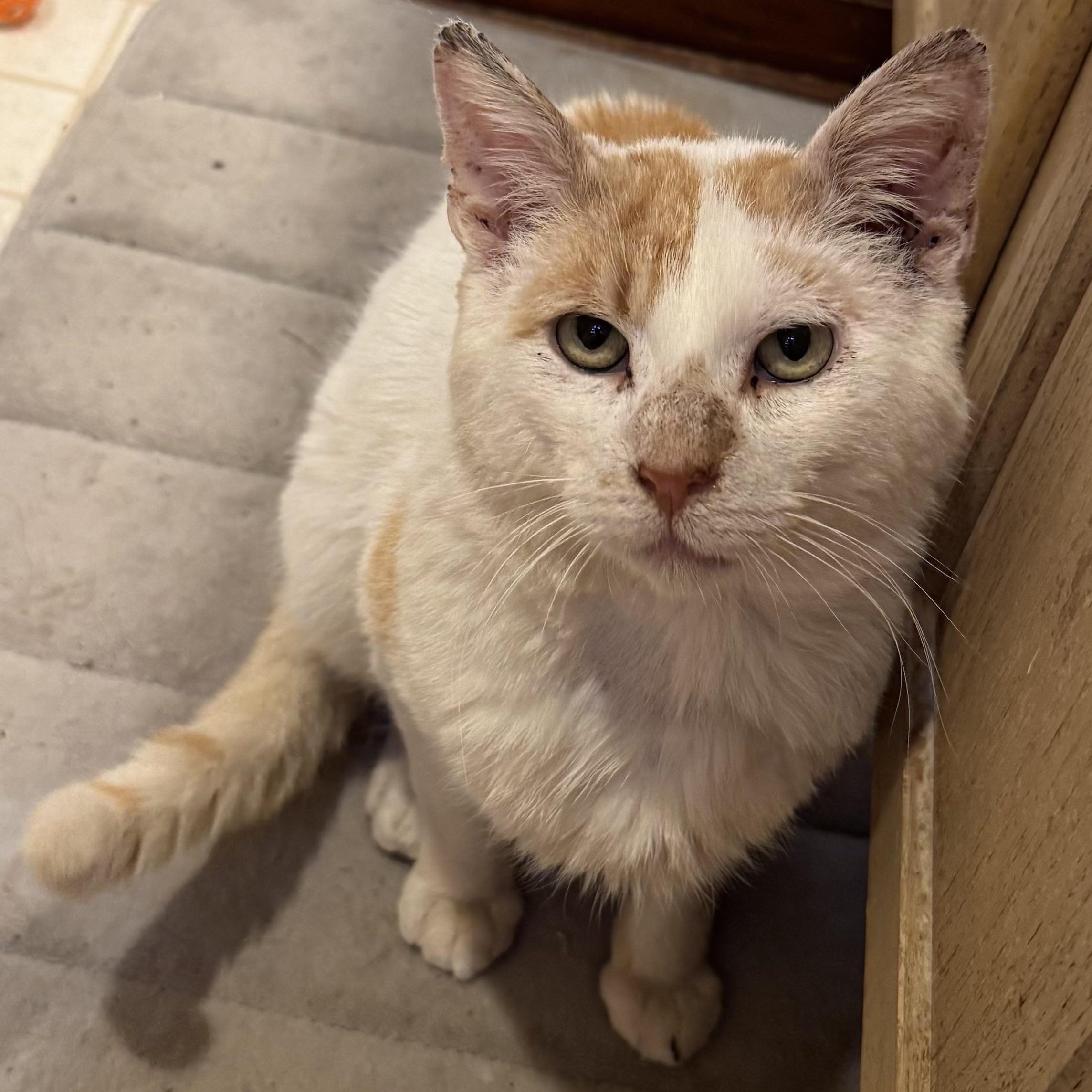 Enlarge Lucas, a Adoptable American Shorthair in Philadelphia, PA image 5/6