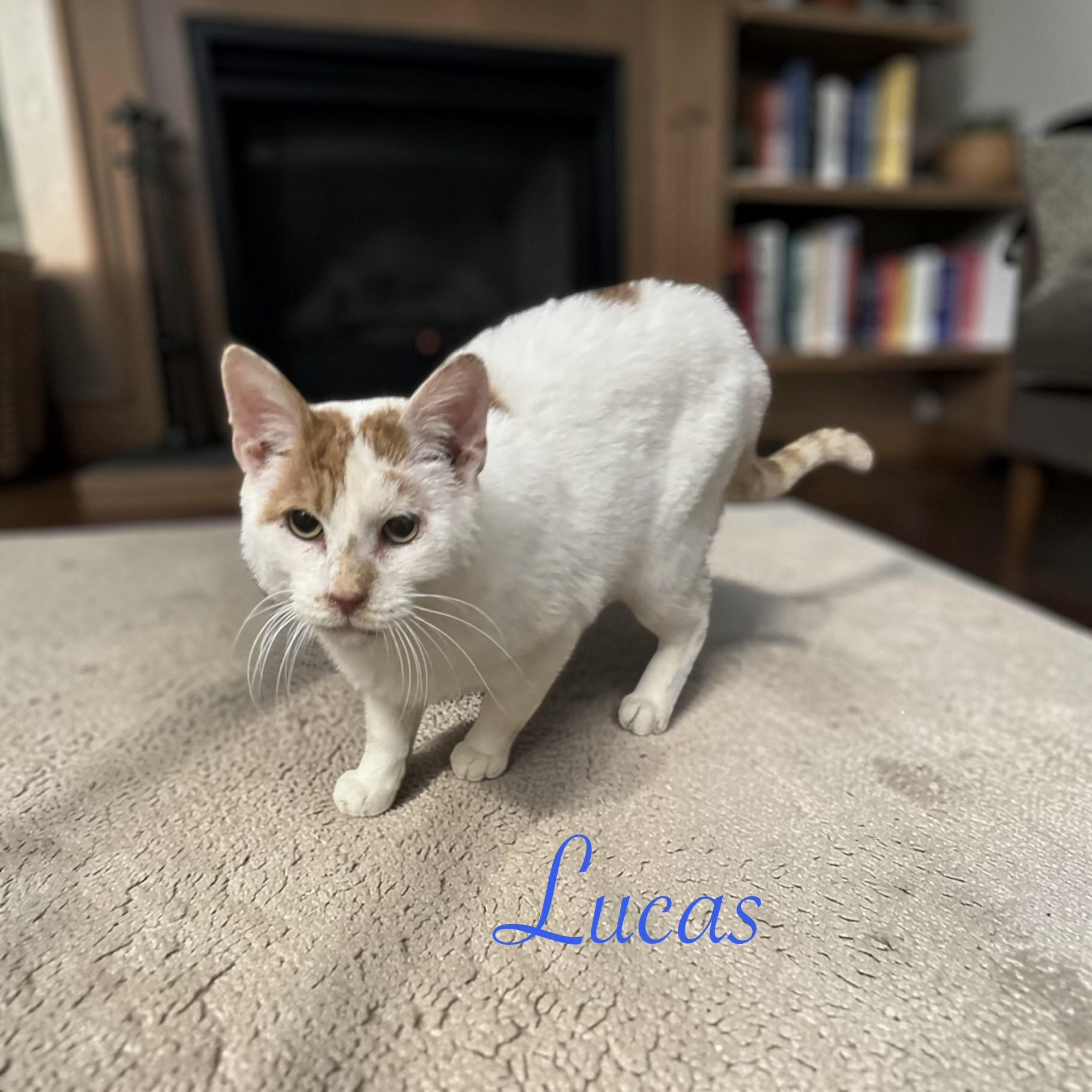 Enlarge Lucas, a Adoptable American Shorthair in Philadelphia, PA image 1/6