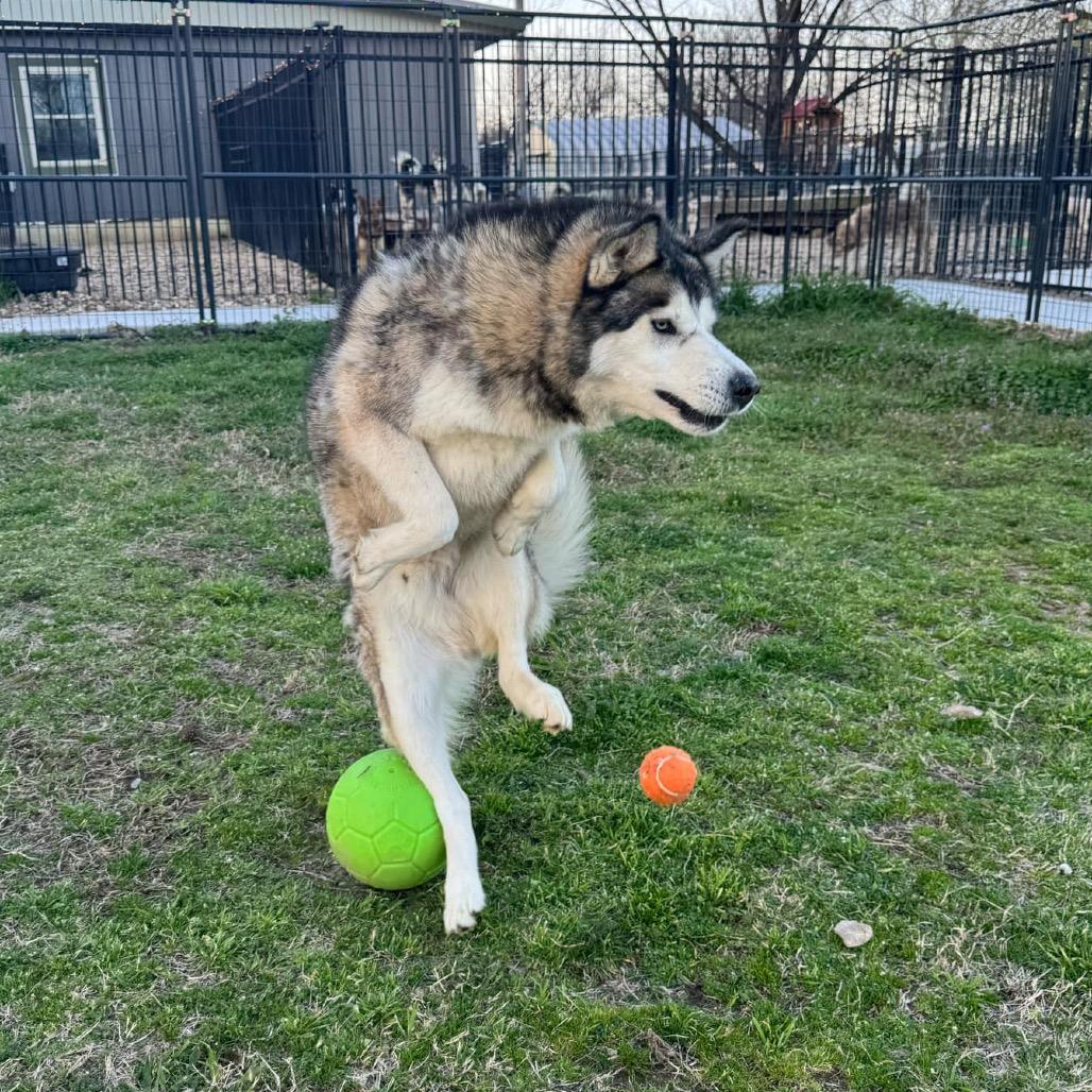 Enlarge Sarge, a Adoptable Husky in Eufaula, OK image 2/6
