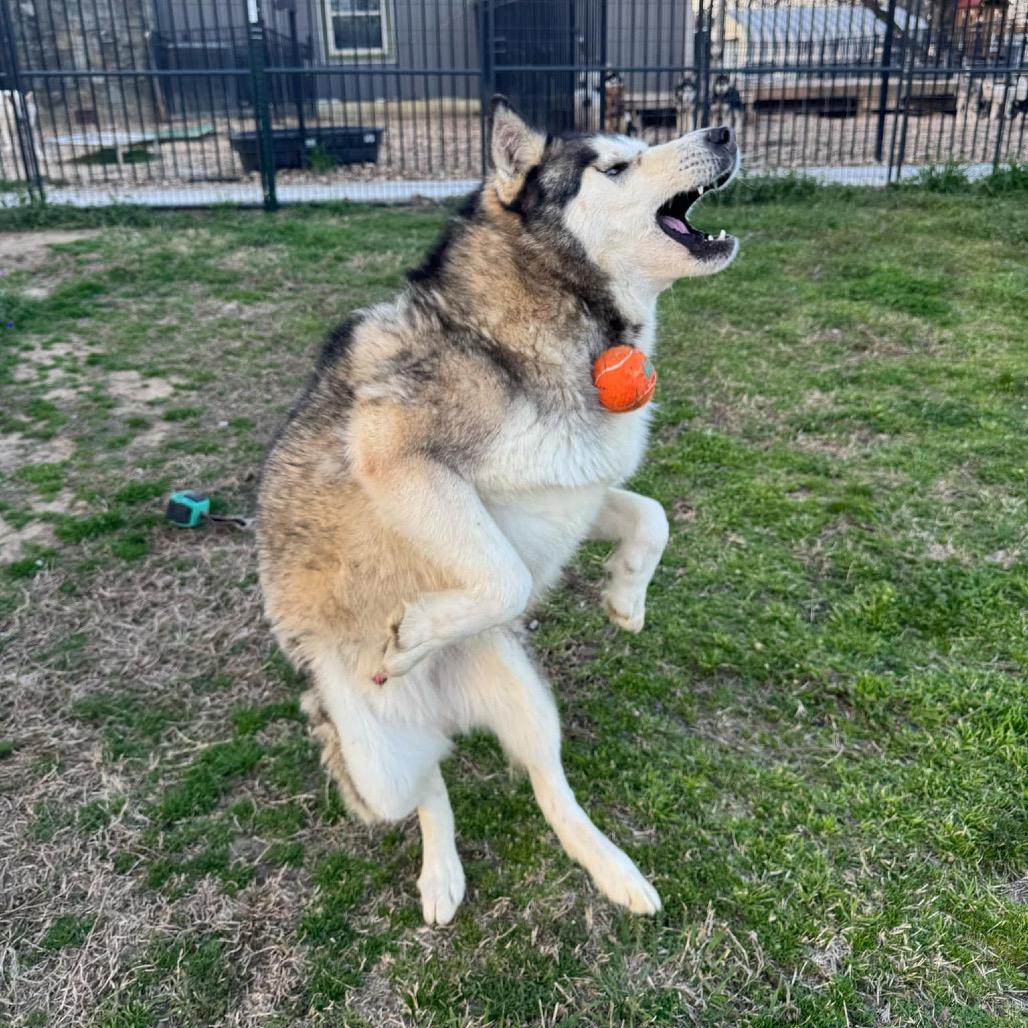 Enlarge Sarge, a Adoptable Husky in Eufaula, OK image 3/6