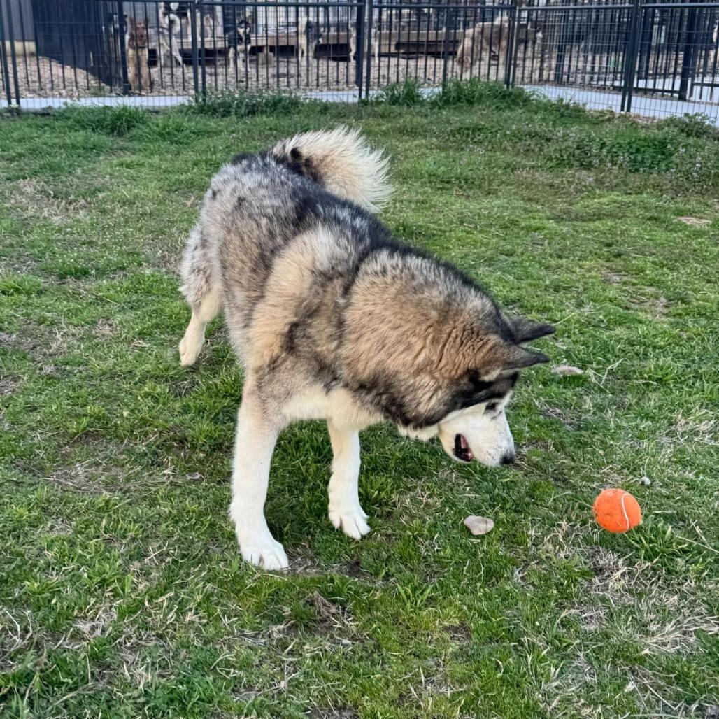 Enlarge Sarge, a Adoptable Husky in Eufaula, OK image 5/6
