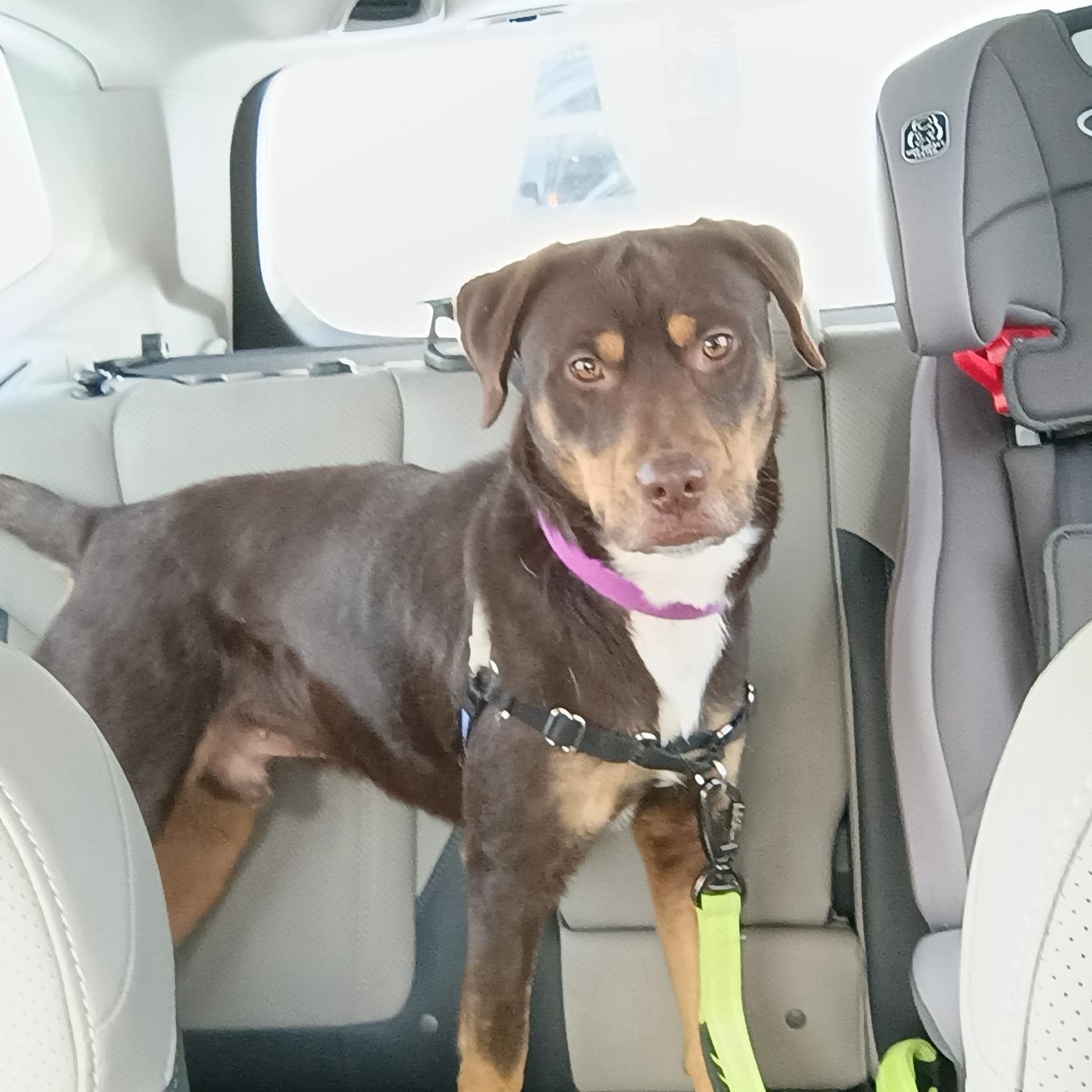 Enlarge Zeke, a Adoptable mixed breed in Oswego, NY image 2/4