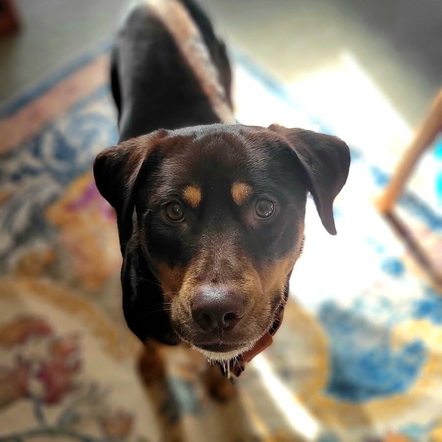 Enlarge Zeke, a Adoptable mixed breed in Oswego, NY image 3/4