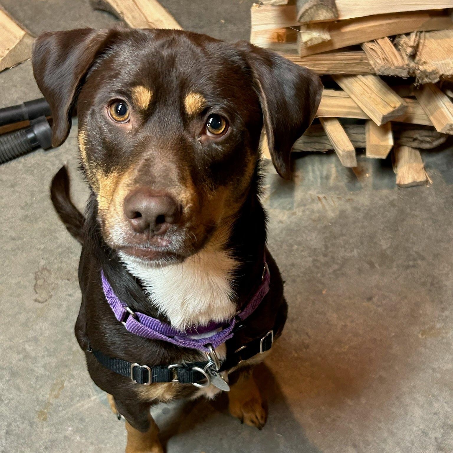 Zeke, an adoptable mixed breed in Oswego, NY image 2/5