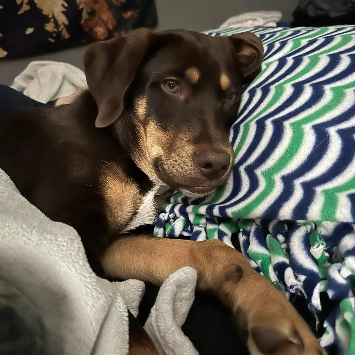 Enlarge Zeke, a Adoptable mixed breed in Oswego, NY image 4/4