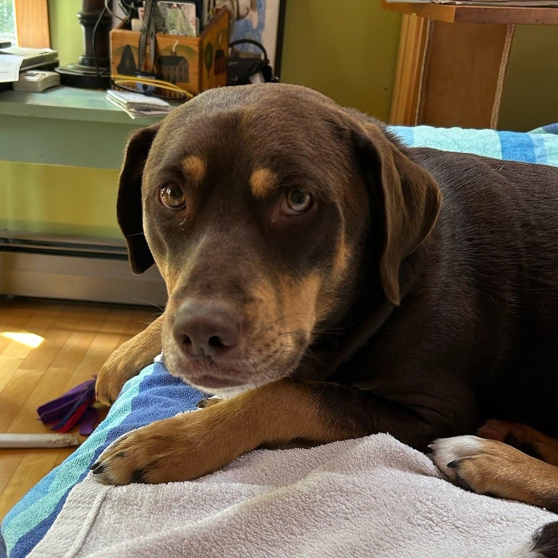 Zeke, an adoptable mixed breed in Oswego, NY image 1/5