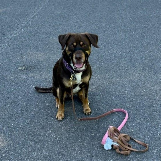 Zeke, an adoptable mixed breed in Oswego, NY image 4/5