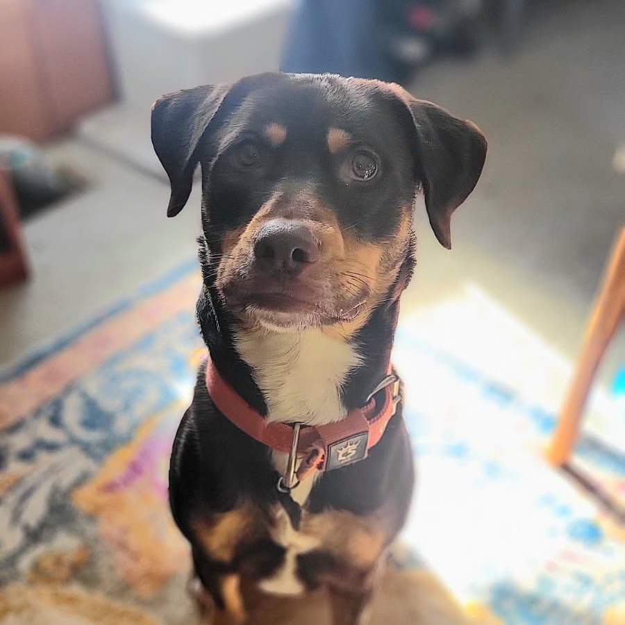 Zeke, Adoptable, Young Male Labrador Retriever & German Shepherd Dog.