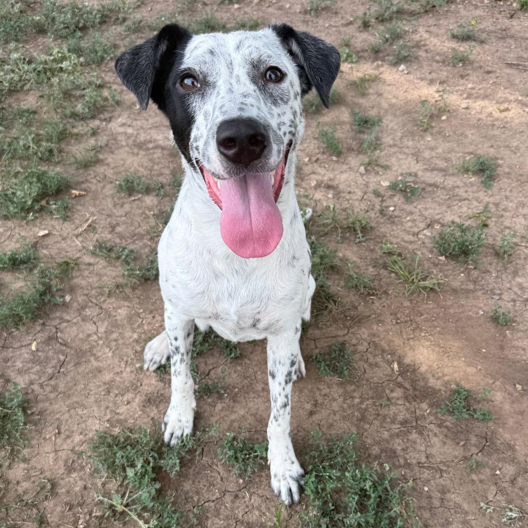 Oakley, Adoptable, Young Female Mixed Breed.