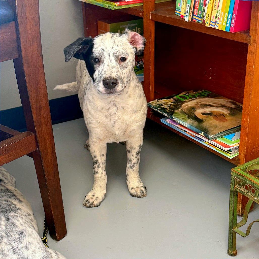 Enlarge Oakley, a Adoptable Mixed Breed in Ponca City, OK image 1/2