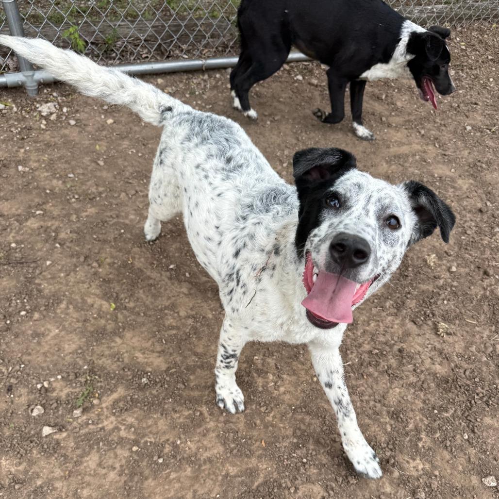 Enlarge Oakley, a Adoptable Mixed Breed in Ponca City, OK image 2/6