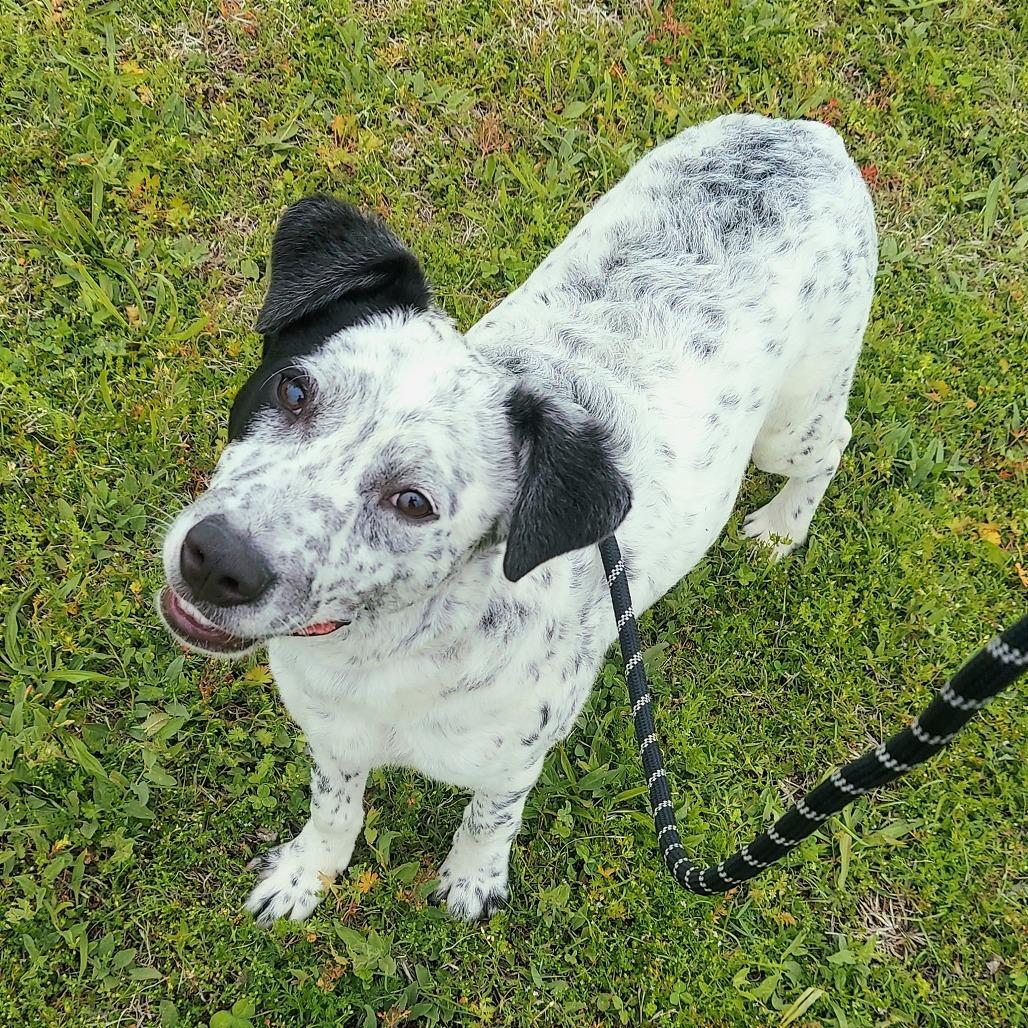 Enlarge Oakley, a Adoptable Mixed Breed in Ponca City, OK image 3/6