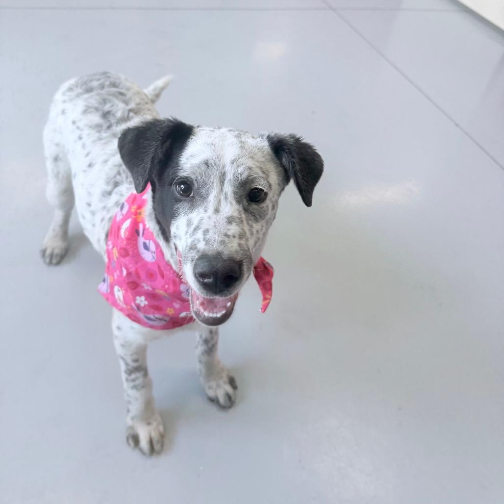 Enlarge Oakley, a Adoptable Mixed Breed in Ponca City, OK image 2/2