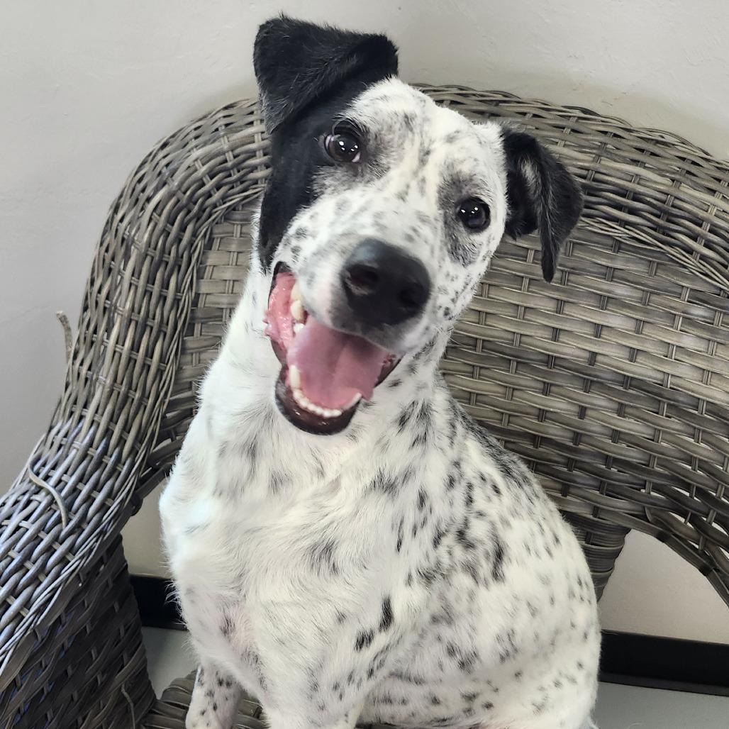 Oakley, a Adoptable Mixed Breed in Ponca City, OK image 5/6