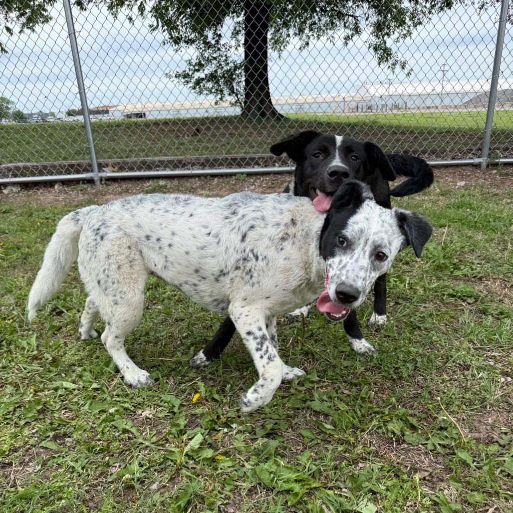 Enlarge Oakley, a Adoptable Mixed Breed in Ponca City, OK image 5/6