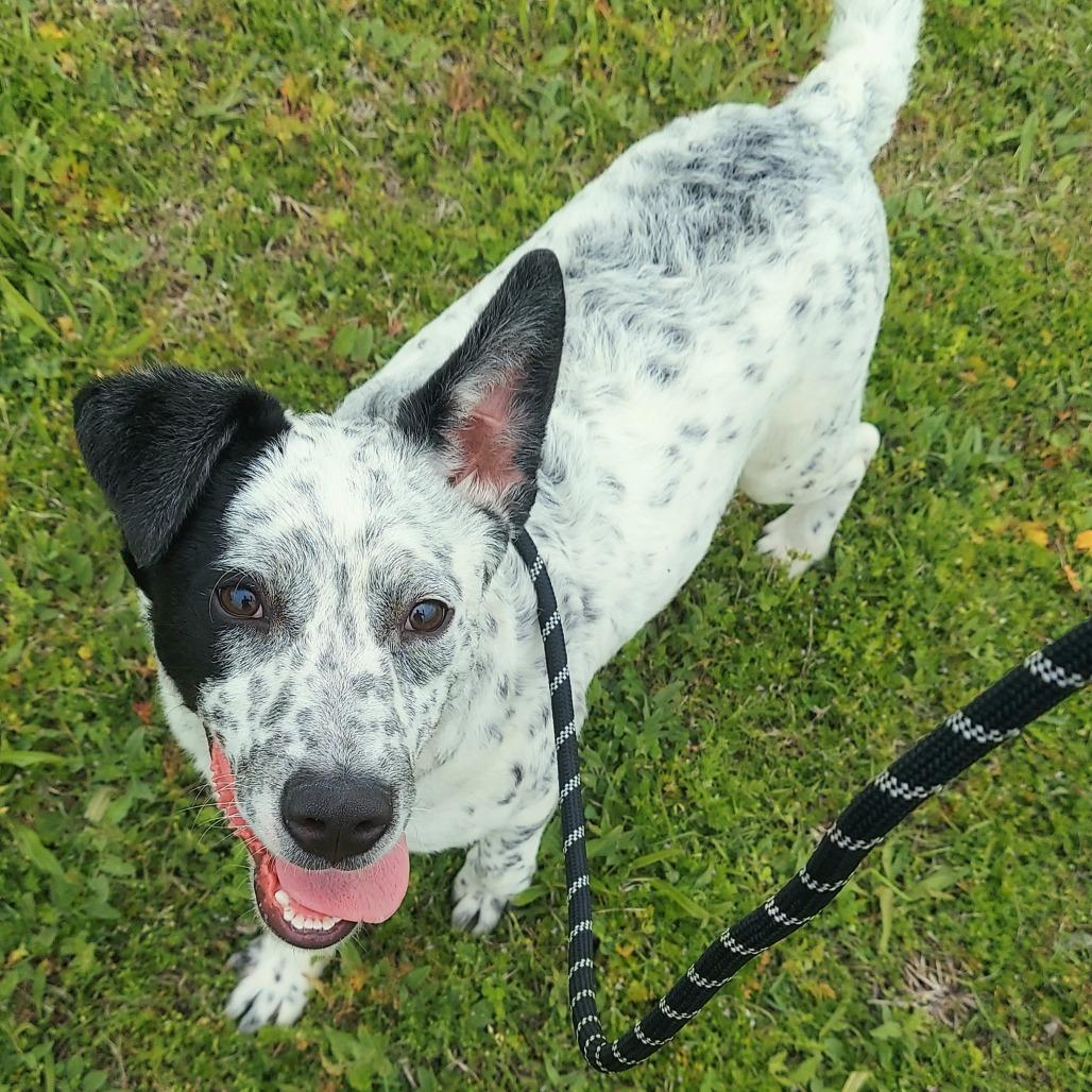 Enlarge Oakley, a Adoptable Mixed Breed in Ponca City, OK image 6/6