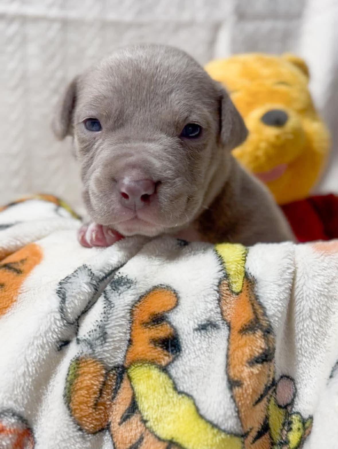 Honey, Adopted, Puppy Female Pit Bull Terrier.