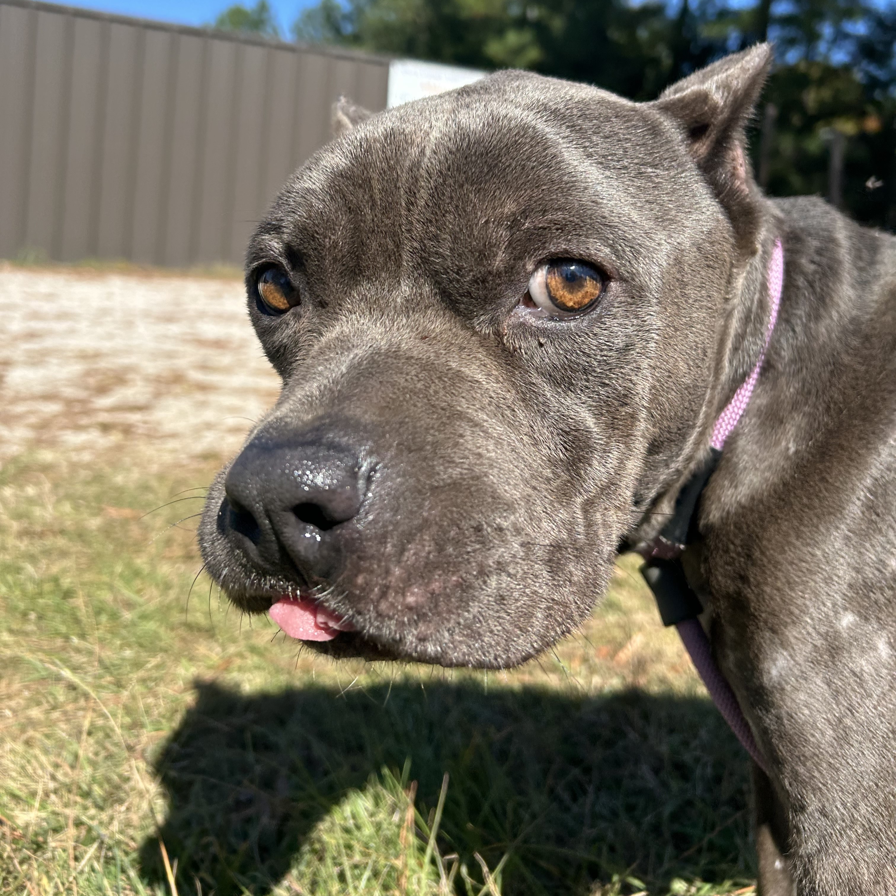 Dog for adoption Scooby, an American Staffordshire Terrier Mix in