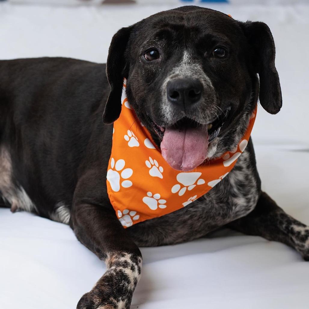 Enlarge Mariposa, a Adoptable mixed breed in Edinburg, TX image 1/6