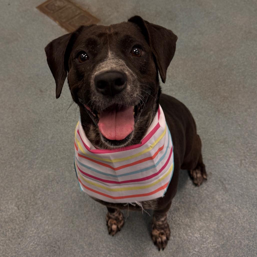 Enlarge Mariposa, a Adoptable mixed breed in Edinburg, TX image 2/6