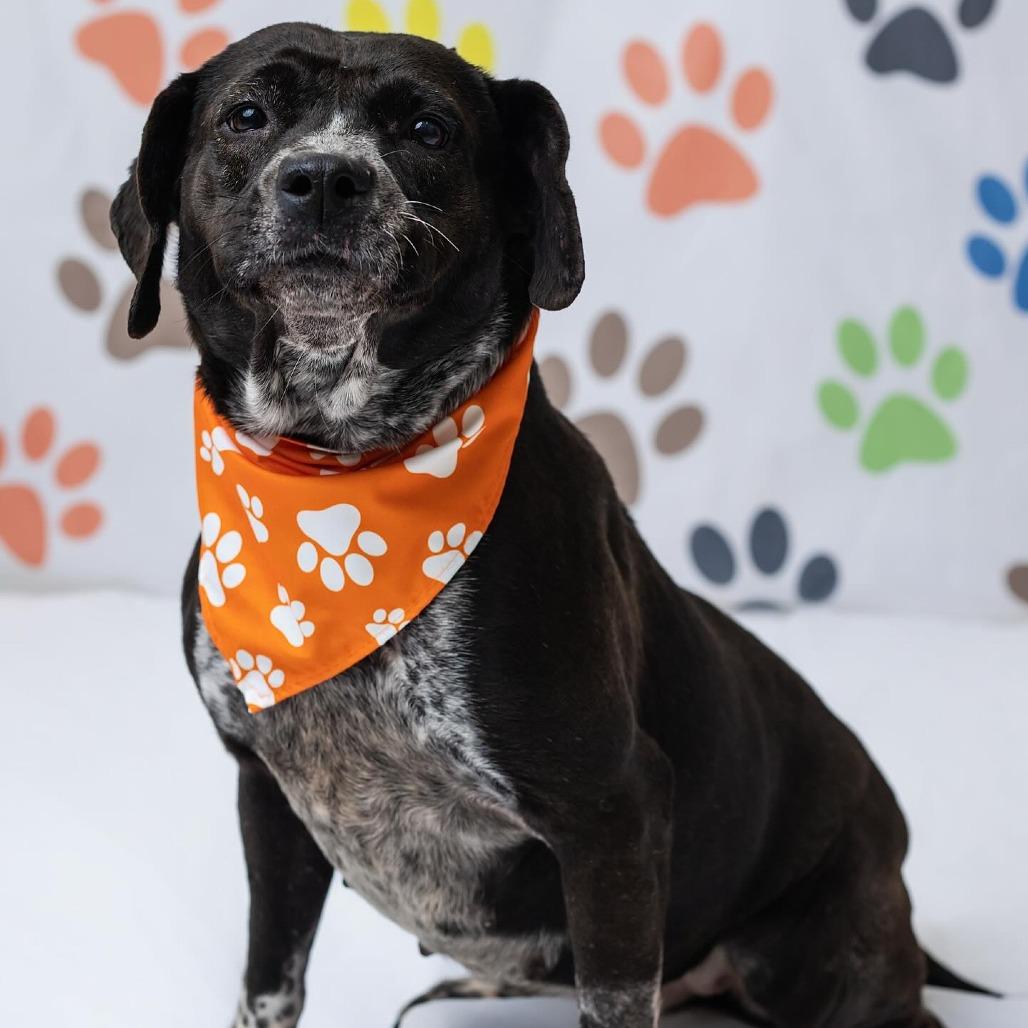 Enlarge Mariposa, a Adoptable mixed breed in Edinburg, TX image 3/6