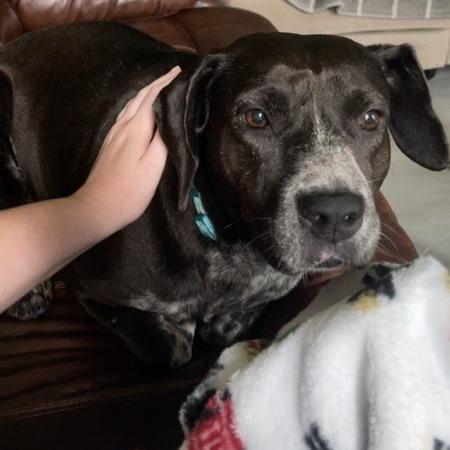 Enlarge Mariposa, a Adoptable mixed breed in Edinburg, TX image 4/6