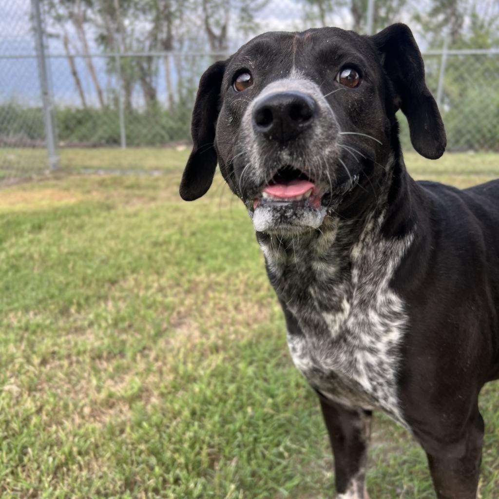 Enlarge Mariposa, a Adoptable mixed breed in Edinburg, TX image 5/6