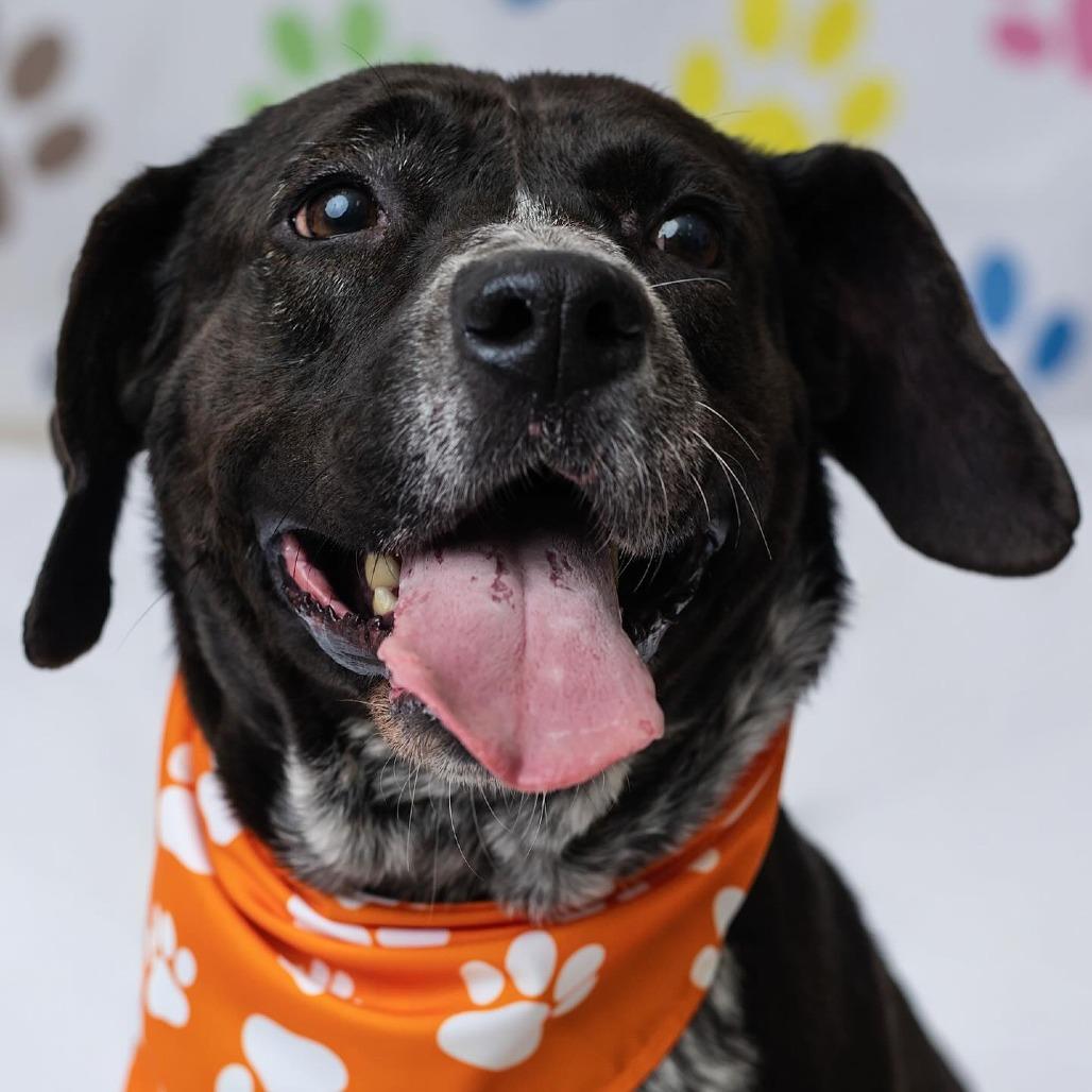 Enlarge Mariposa, a Adoptable mixed breed in Edinburg, TX image 6/6