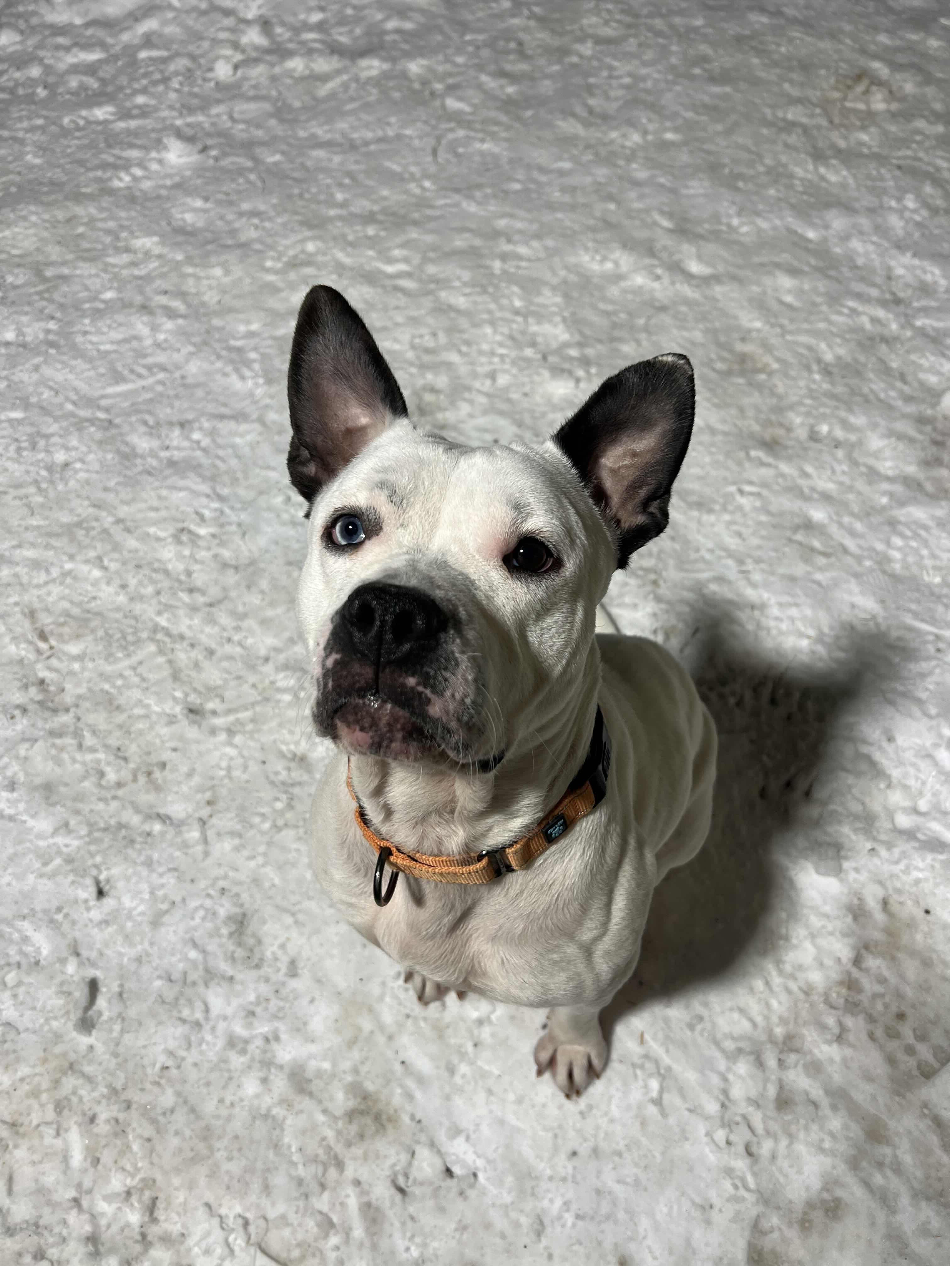 Enlarge Stella, a Adoptable mixed breed in Houghton, MI image 2/2