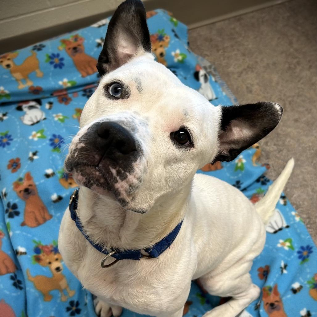 Enlarge Stella, a Adoptable mixed breed in Houghton, MI image 1/1