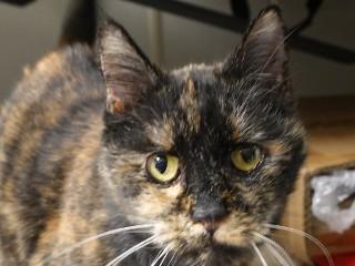 Enlarge Tigger, a ADOPTABLE mixed breed in Anaconda, MT image 1/6