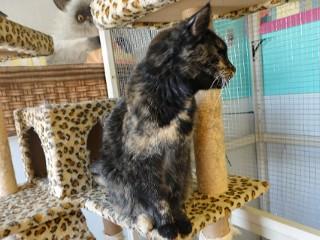 Enlarge Tigger, a ADOPTABLE mixed breed in Anaconda, MT image 2/6