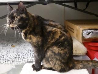 Enlarge Tigger, a ADOPTABLE mixed breed in Anaconda, MT image 3/6