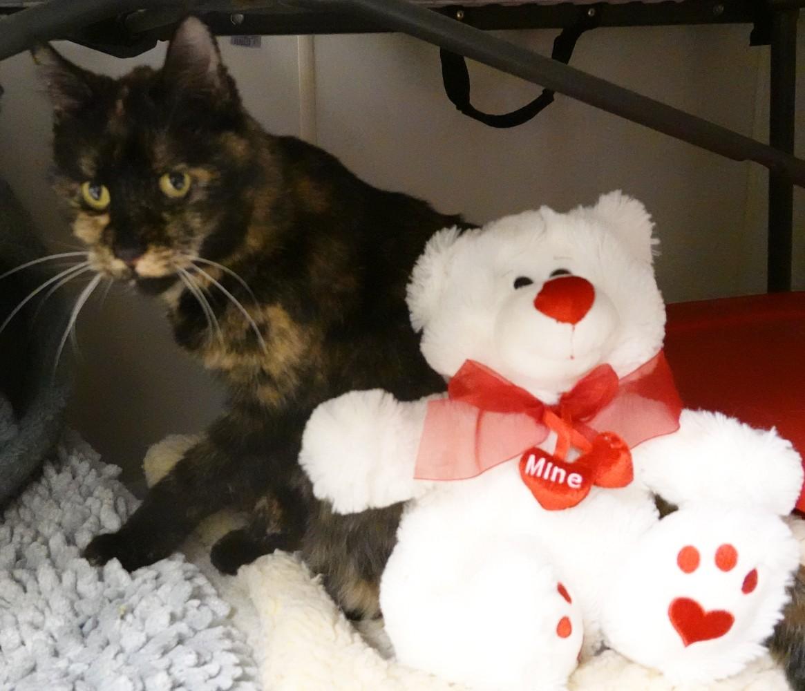 Enlarge Tigger, a ADOPTABLE mixed breed in Anaconda, MT image 2/6