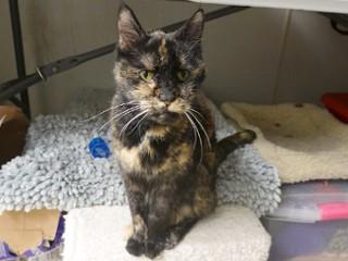 Enlarge Tigger, a ADOPTABLE mixed breed in Anaconda, MT image 5/6