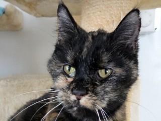 Tigger, ADOPTABLE, Senior Female Domestic Short Hair & Tortoiseshell.