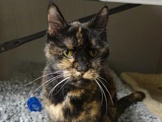 Enlarge Tigger, a ADOPTABLE mixed breed in Anaconda, MT image 4/6